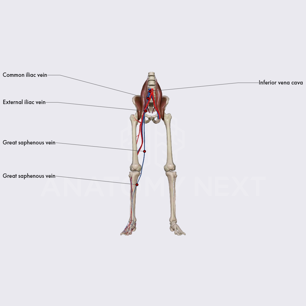 Superficial veins of lower limb
